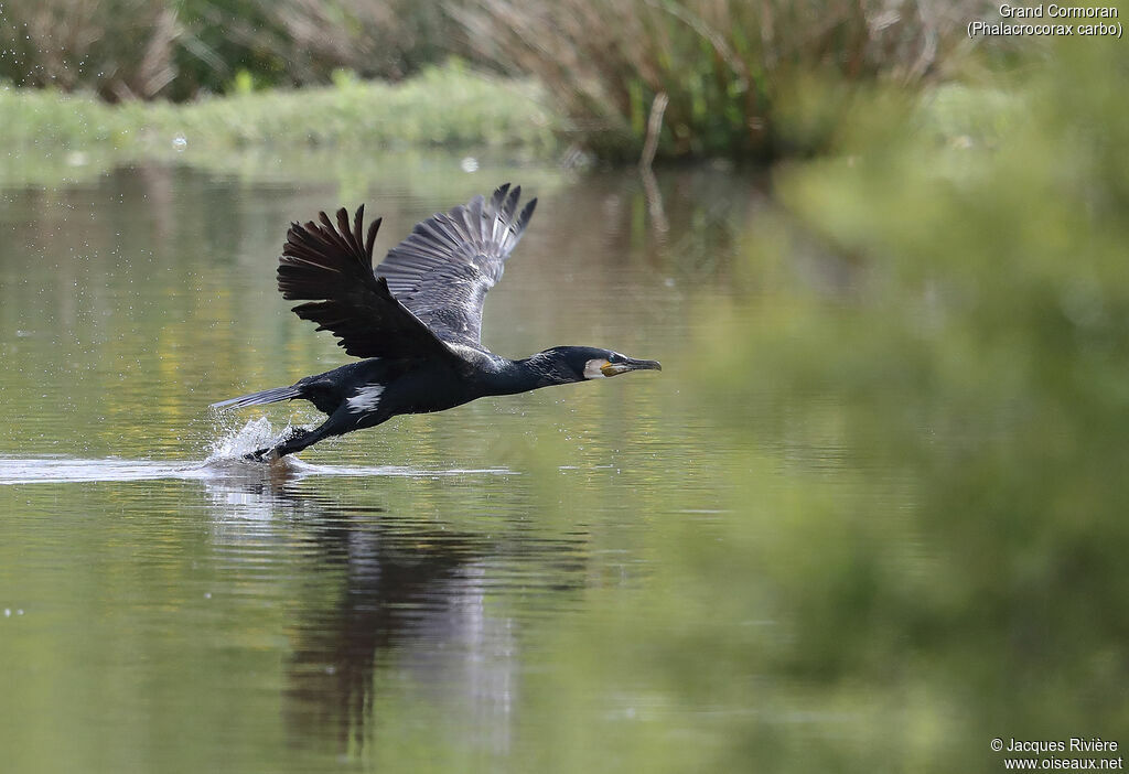 Great Cormorantadult breeding, Flight