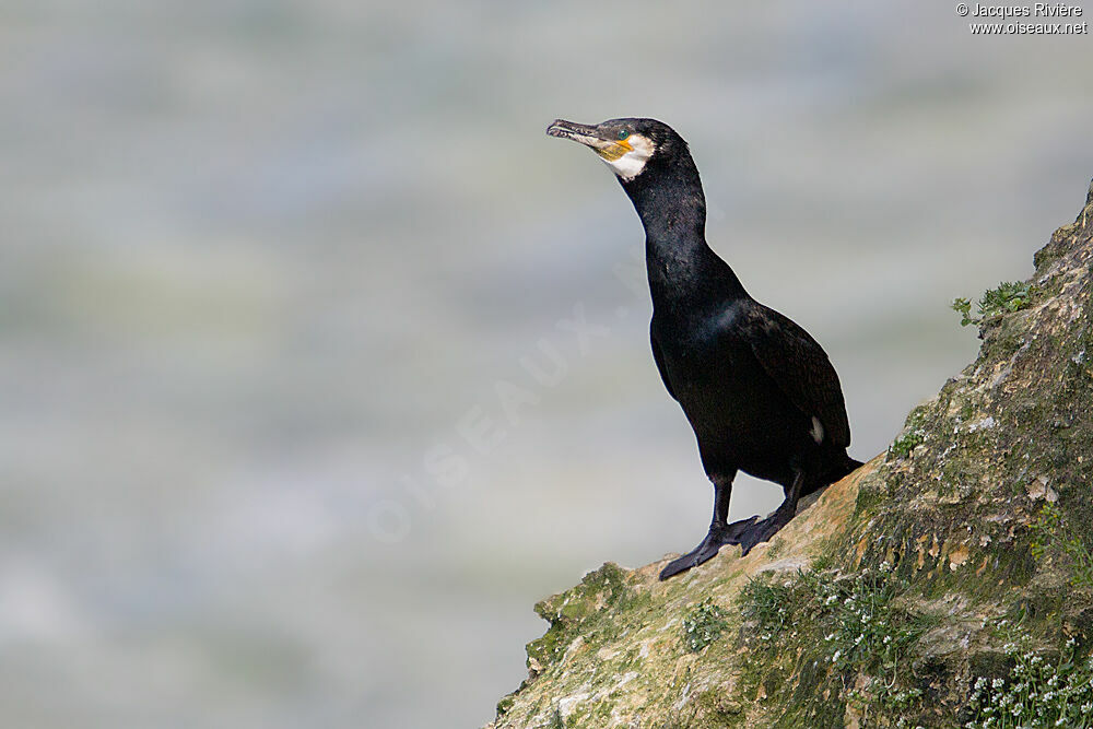Grand Cormoranadulte nuptial