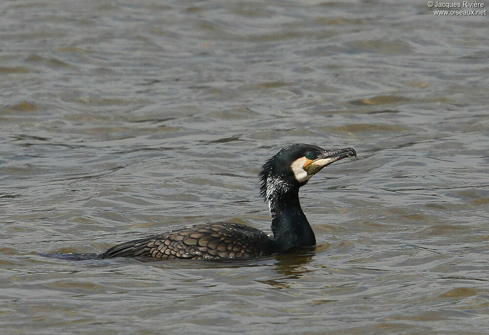 Great Cormorantadult breeding