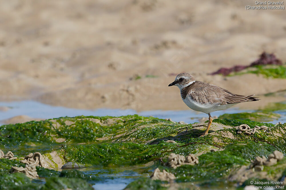 Common Ringed Ploverimmature, identification