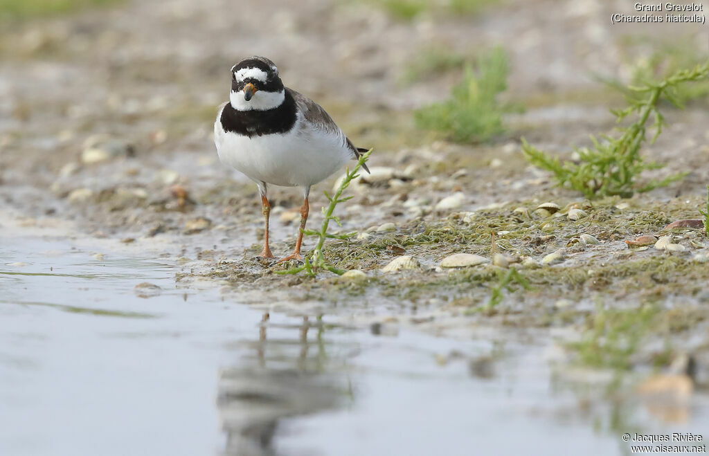 Common Ringed Ploveradult post breeding