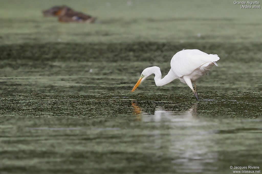 Great Egretadult, identification, fishing/hunting