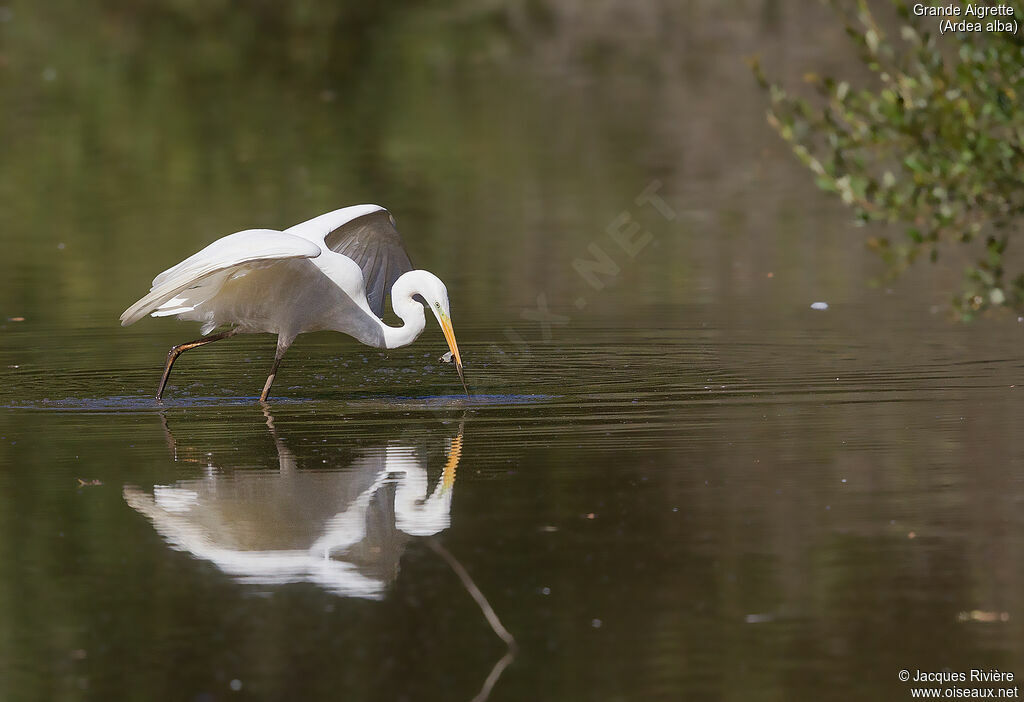 Great Egretadult breeding, identification, fishing/hunting