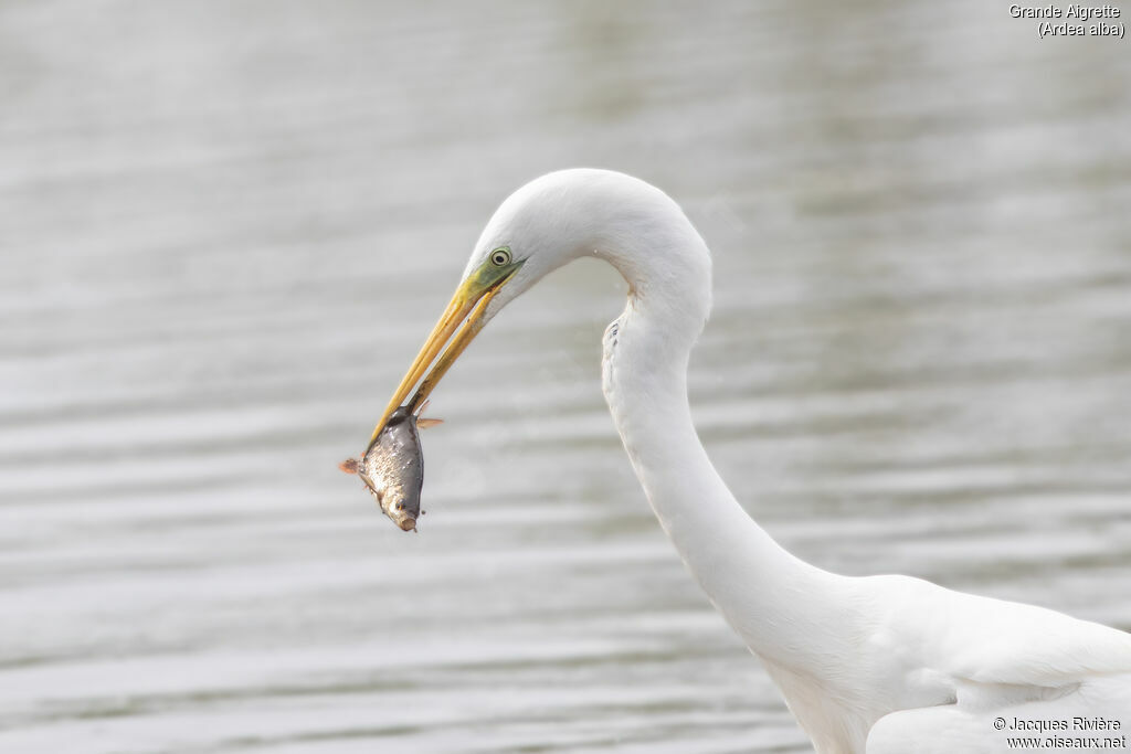 Grande Aigretteadulte, identification, pêche/chasse