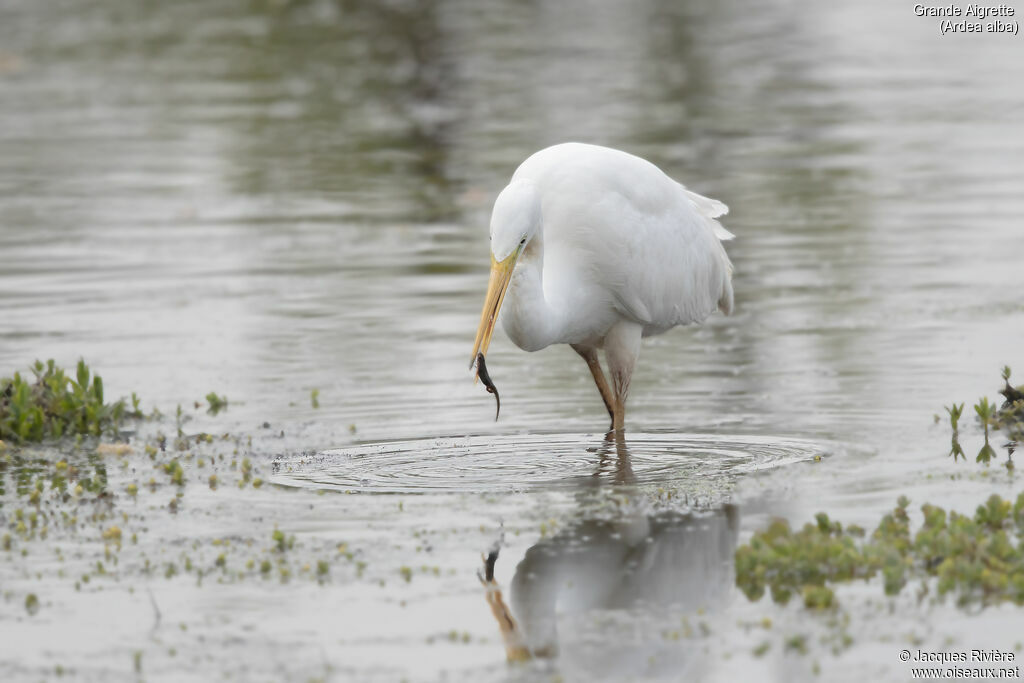 Grande Aigretteadulte, identification, pêche/chasse