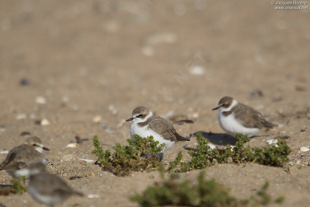Kentish Plover