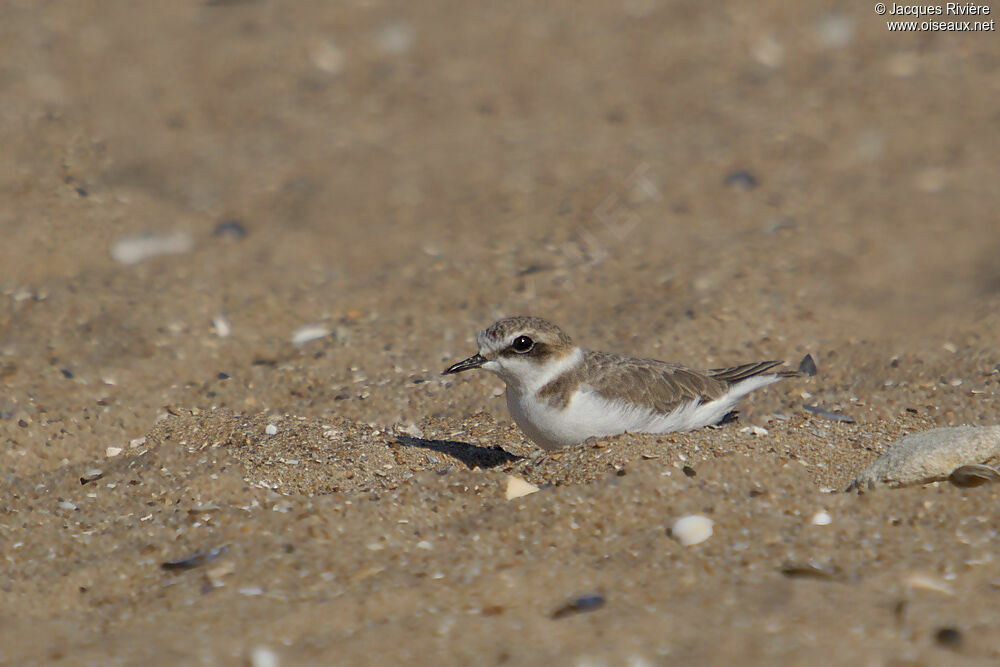 Kentish Plover