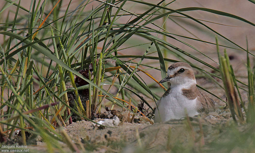 Kentish Plover female adult breeding, Reproduction-nesting