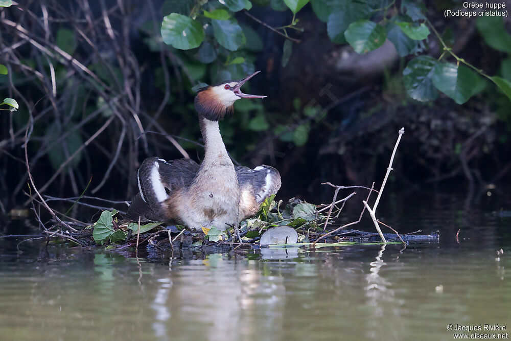 Great Crested Grebeadult, identification, Reproduction-nesting