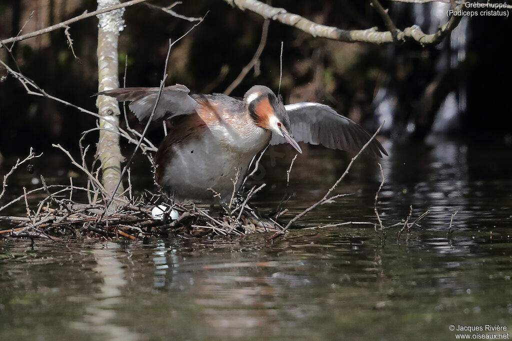 Great Crested Grebe female adult breeding, identification, Reproduction-nesting