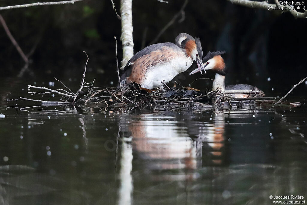 Great Crested Grebeadult breeding, Reproduction-nesting