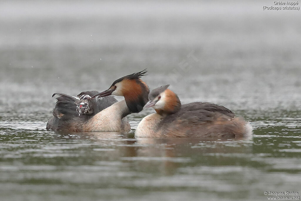 Grèbe huppé, identification, nage