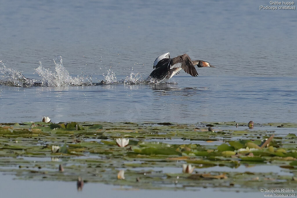 Great Crested Grebeadult breeding, identification, swimming