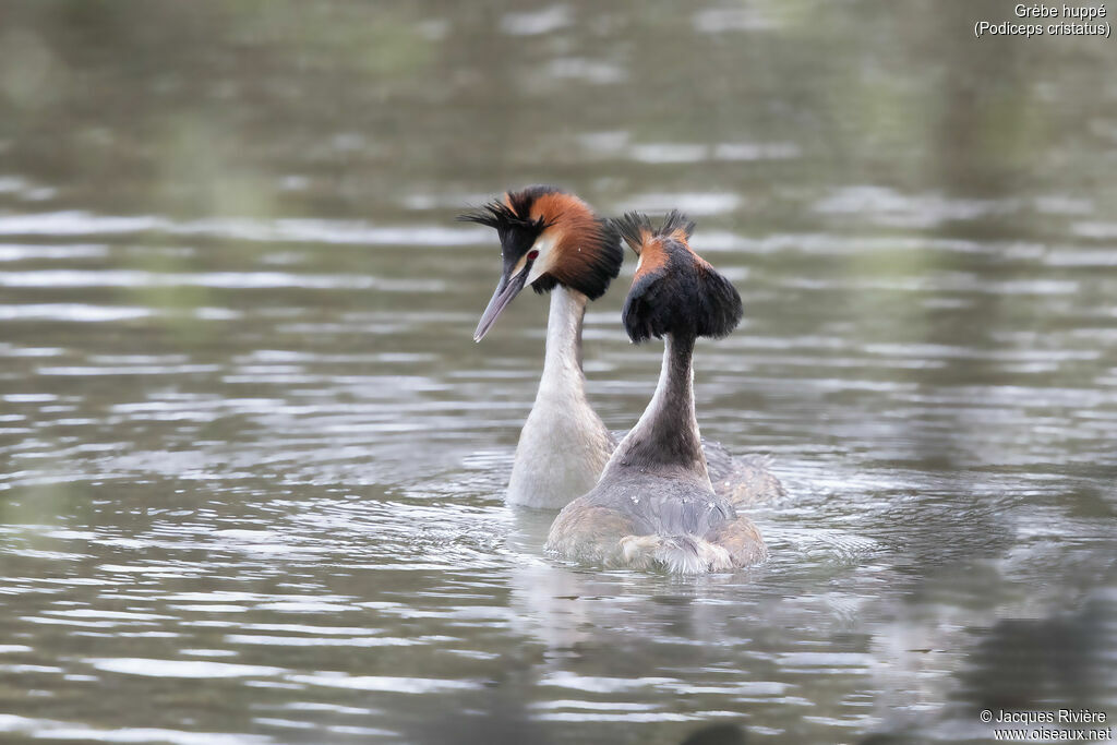 Grèbe huppéadulte, parade