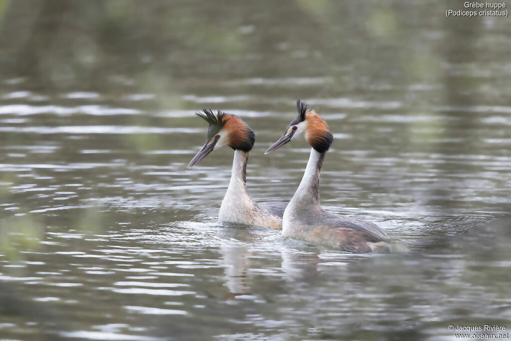 Grèbe huppéadulte nuptial, parade
