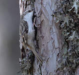 Grimpereau des bois
