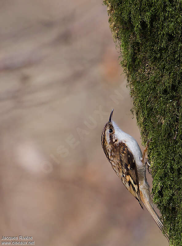 Grimpereau des boisadulte nuptial, identification