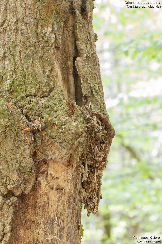 Grimpereau des jardins, Nidification
