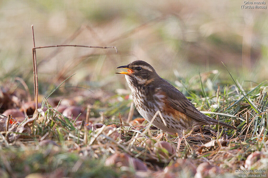 Grive mauvisadulte nuptial, identification, mange