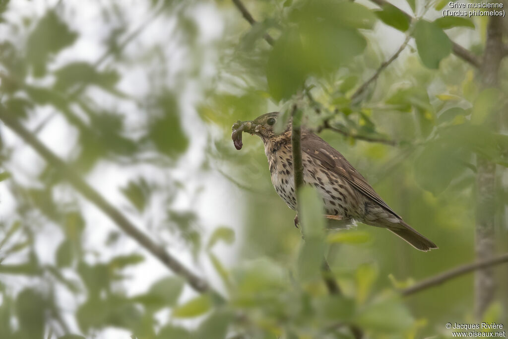 Grive musicienneadulte nuptial, identification, mange