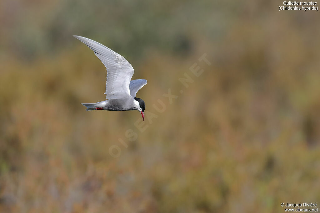 Whiskered Ternadult breeding, Flight