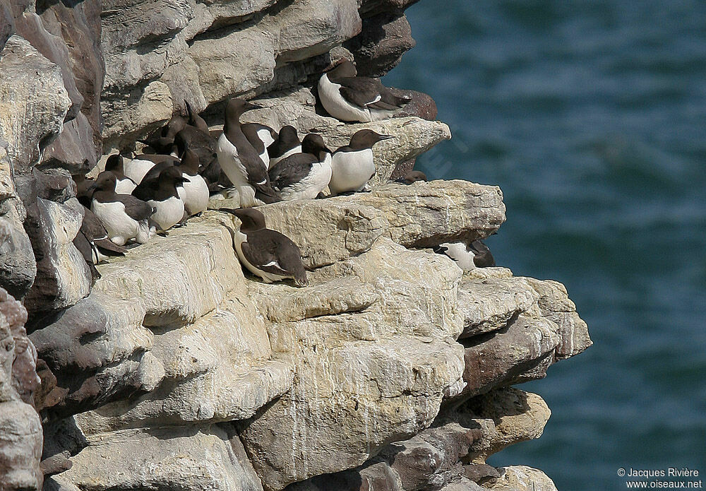Common Murreadult breeding, Reproduction-nesting