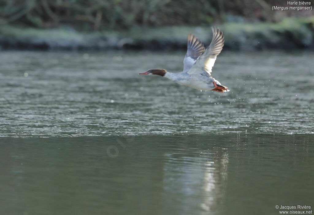 Common Merganser female adult, Flight