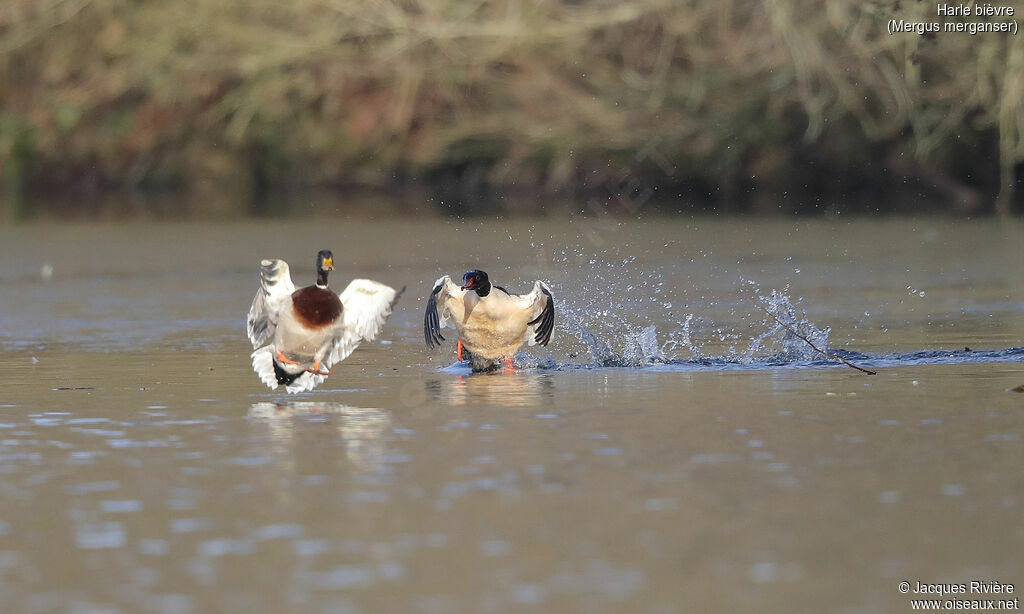 Common Merganser male adult, identification, swimming, walking