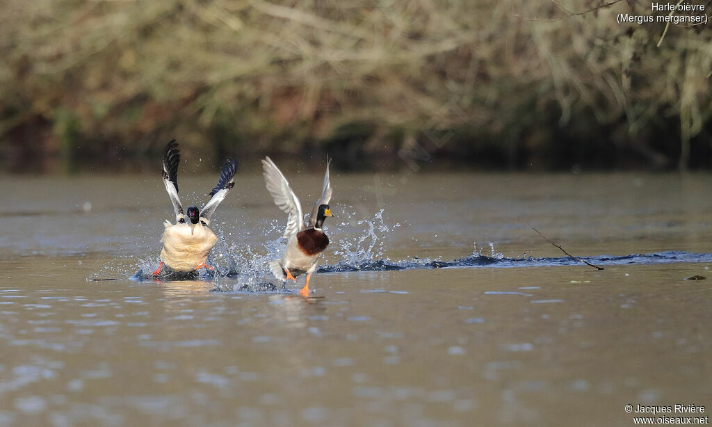 Common Merganser male adult, identification, swimming, walking