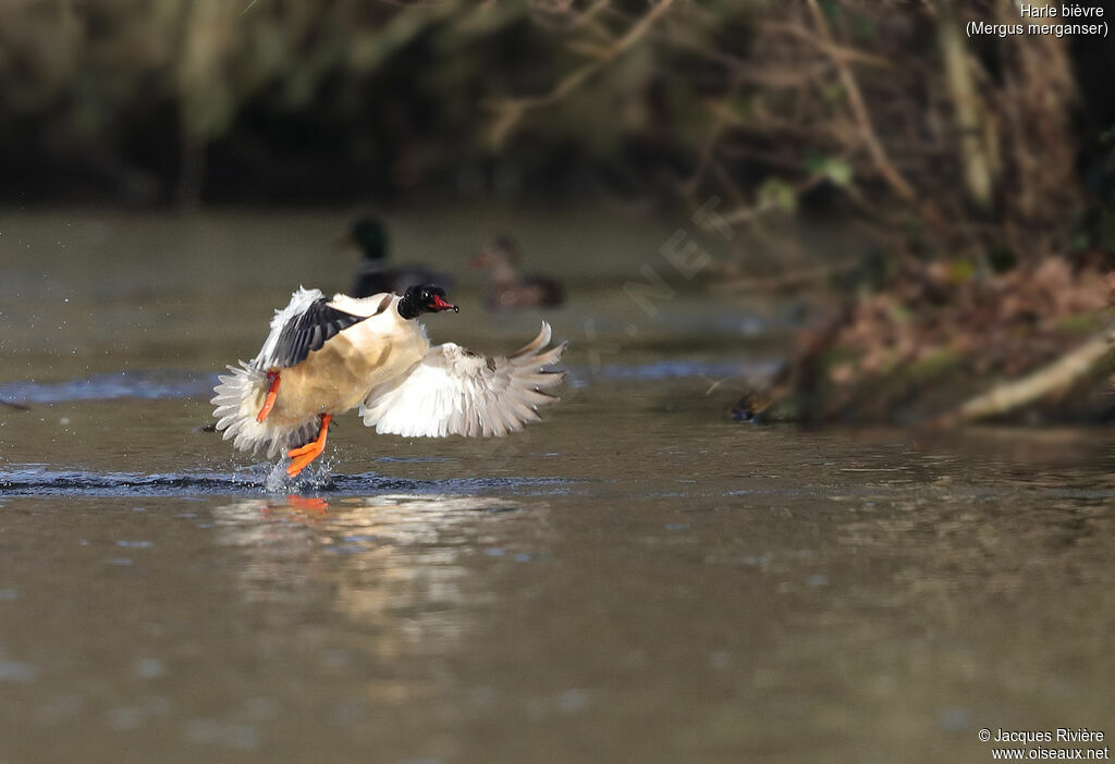 Common Merganser male adult, Flight