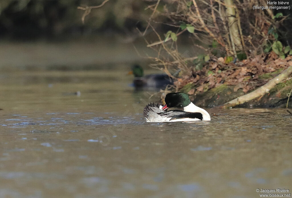 Common Merganser male adult, identification, care