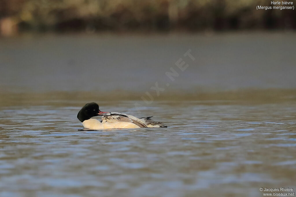 Common Merganser male adult breeding, identification, care, swimming