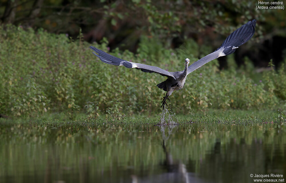 Grey Heronadult post breeding, Flight