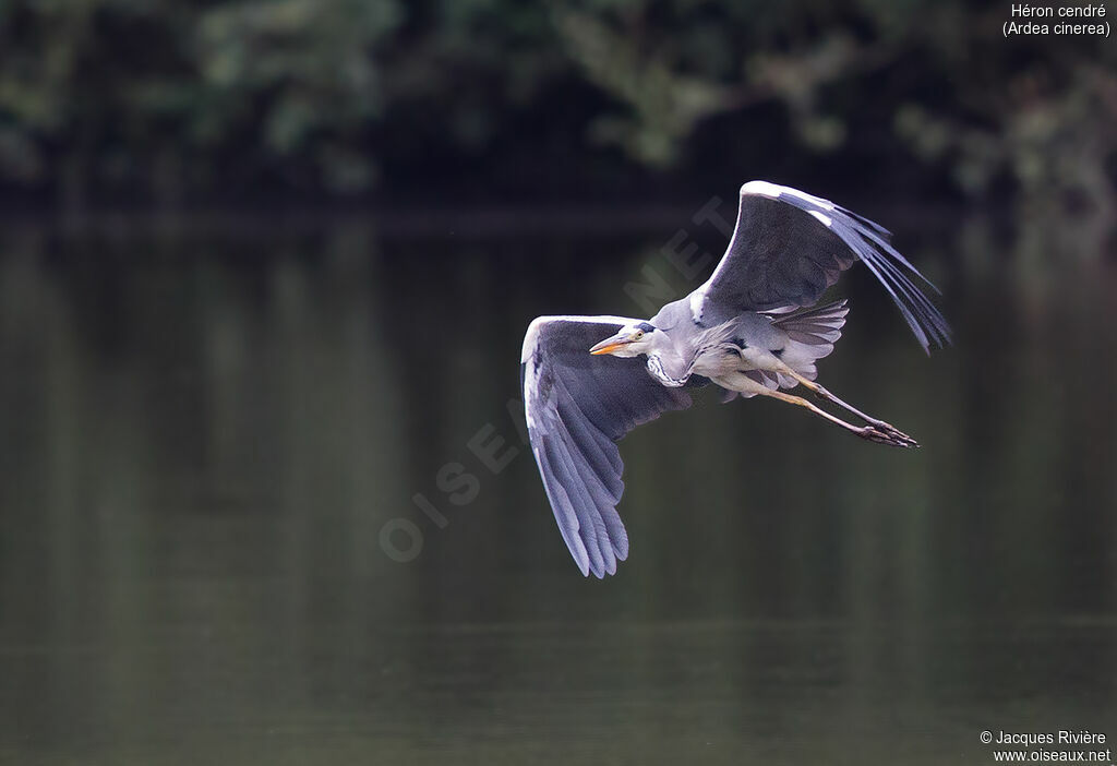 Grey Heronadult, Flight
