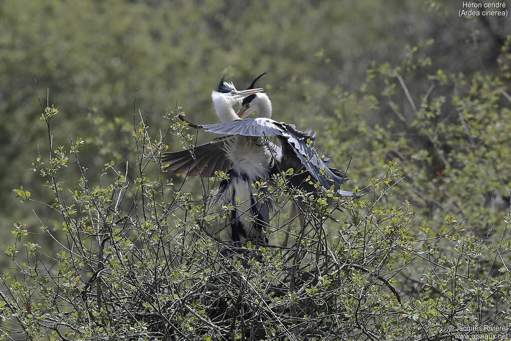 Grey Heronadult breeding, courting display, Reproduction-nesting