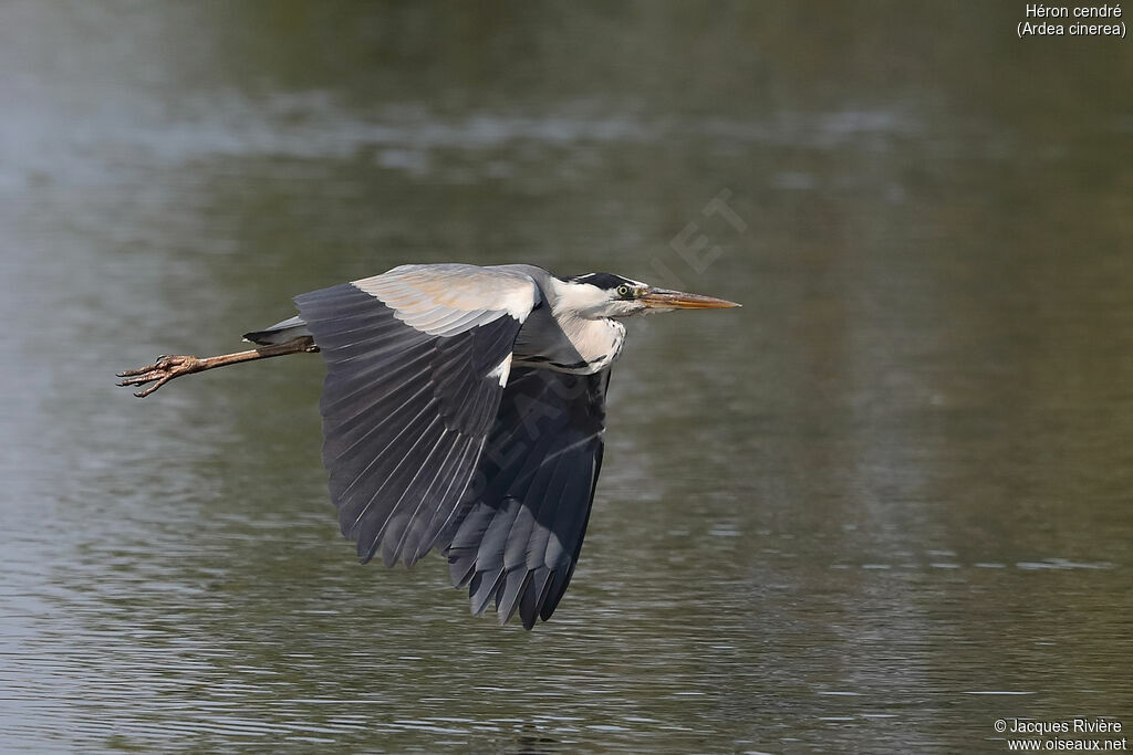 Grey Heronadult breeding, Flight