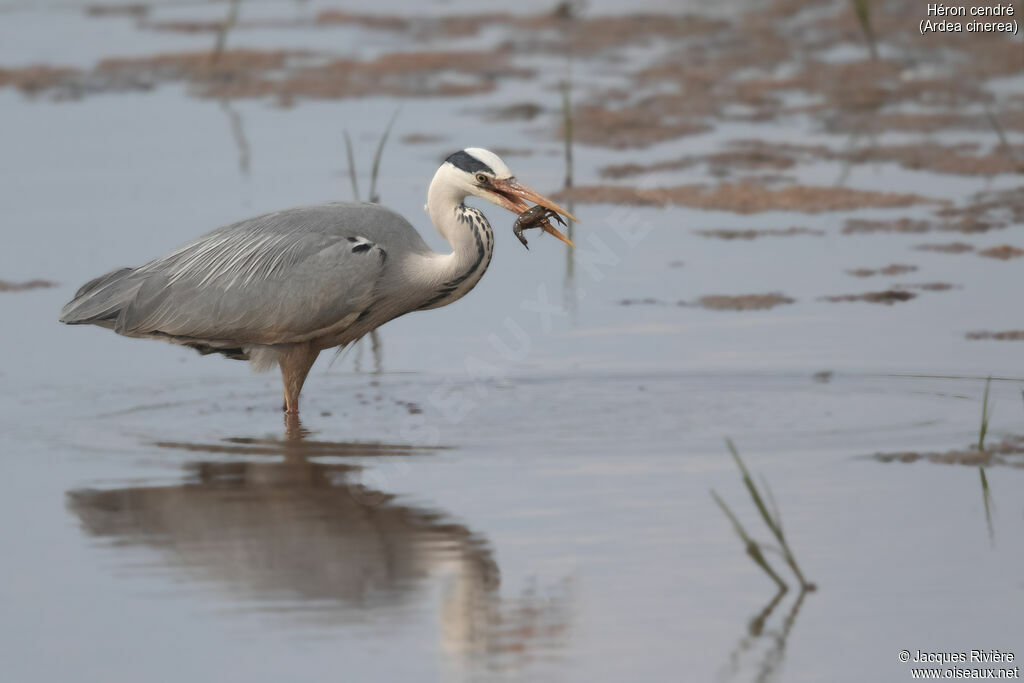 Héron cendréadulte, identification, mange