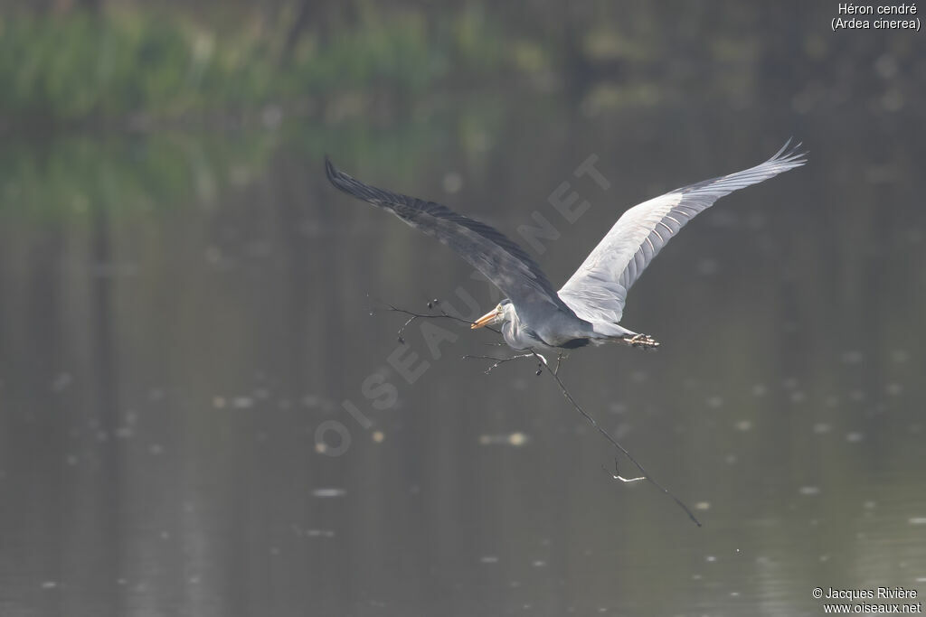 Héron cendréadulte nuptial, Nidification