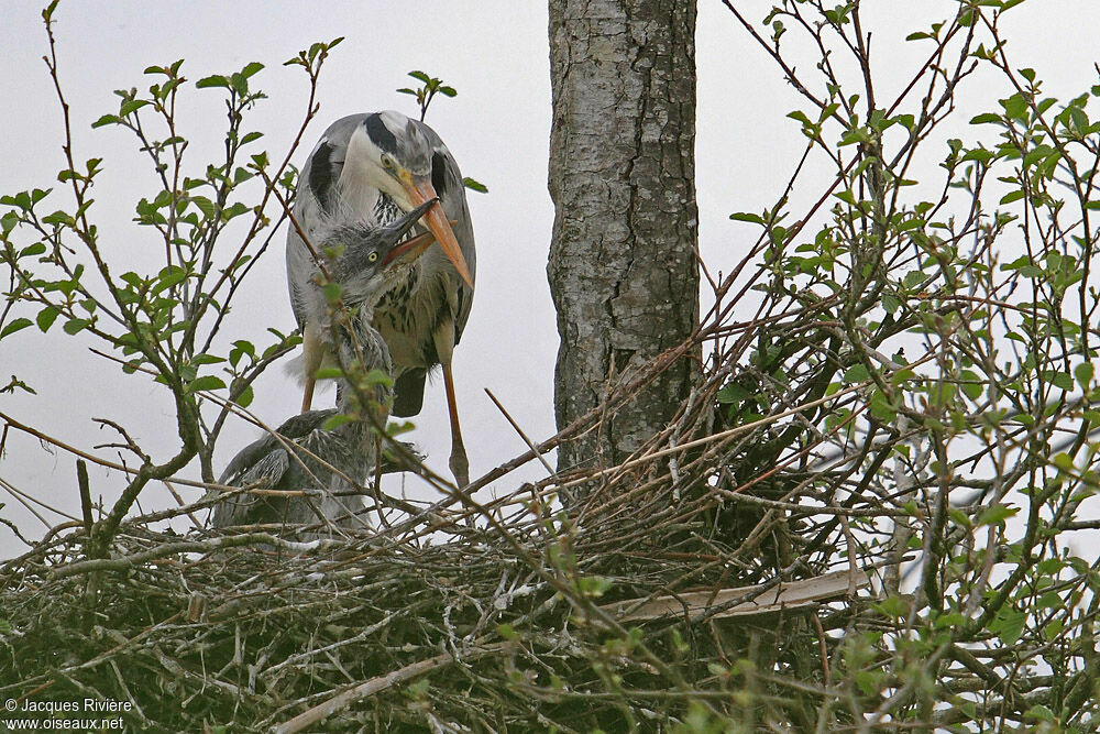 Grey Heronadult breeding, Reproduction-nesting