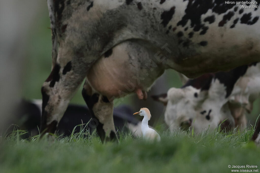 Héron garde-boeufsadulte nuptial, identification, marche
