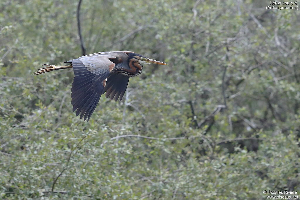 Purple Heronadult breeding, Flight