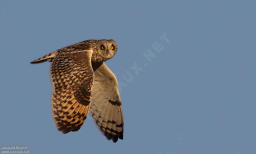 Short-eared Owladult post breeding, Flight