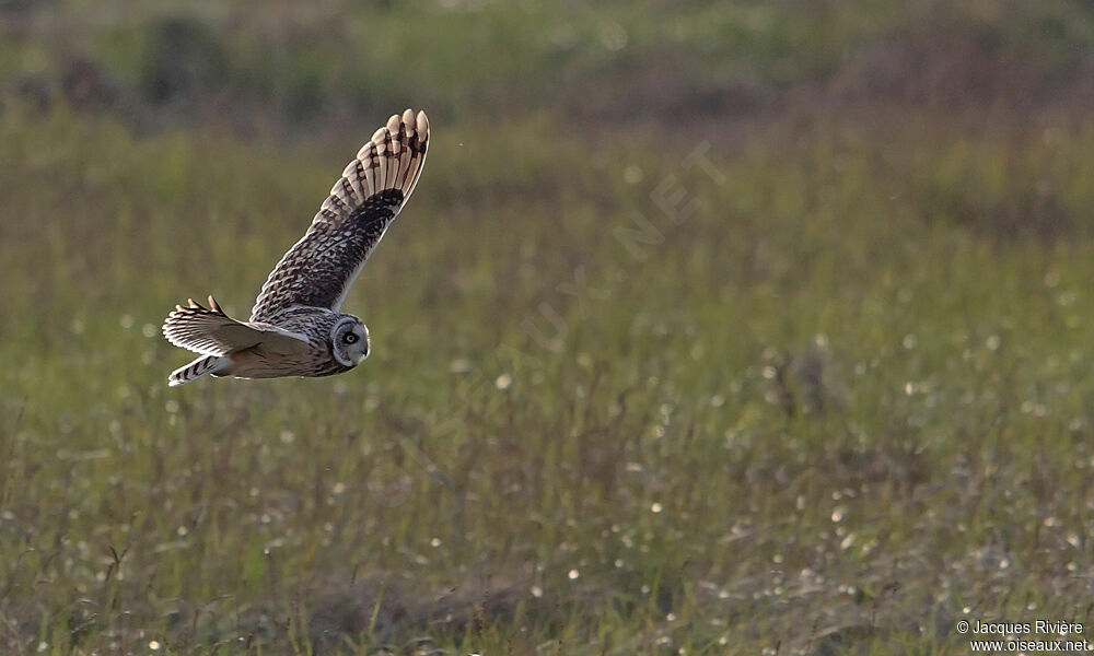 Hibou des maraisadulte internuptial, Vol