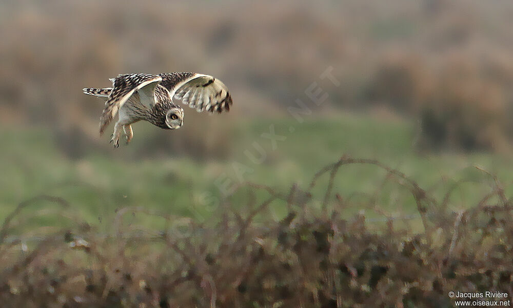 Hibou des maraisadulte internuptial, Vol