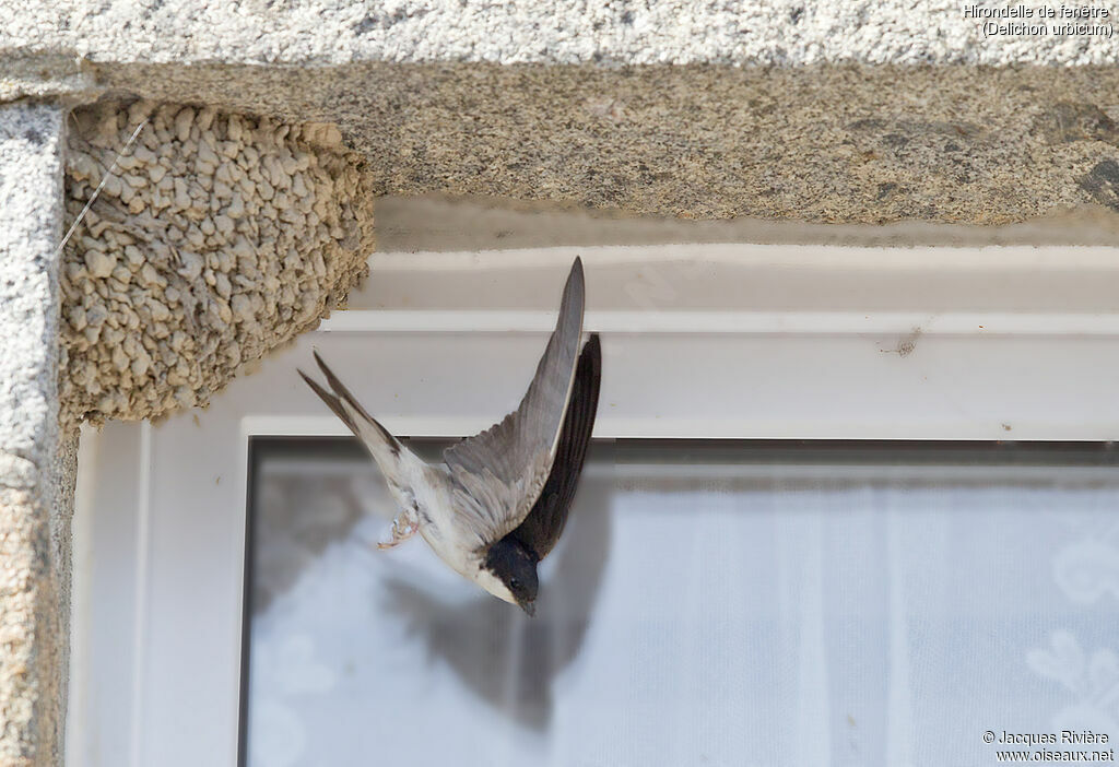 Western House Martinadult breeding, Flight