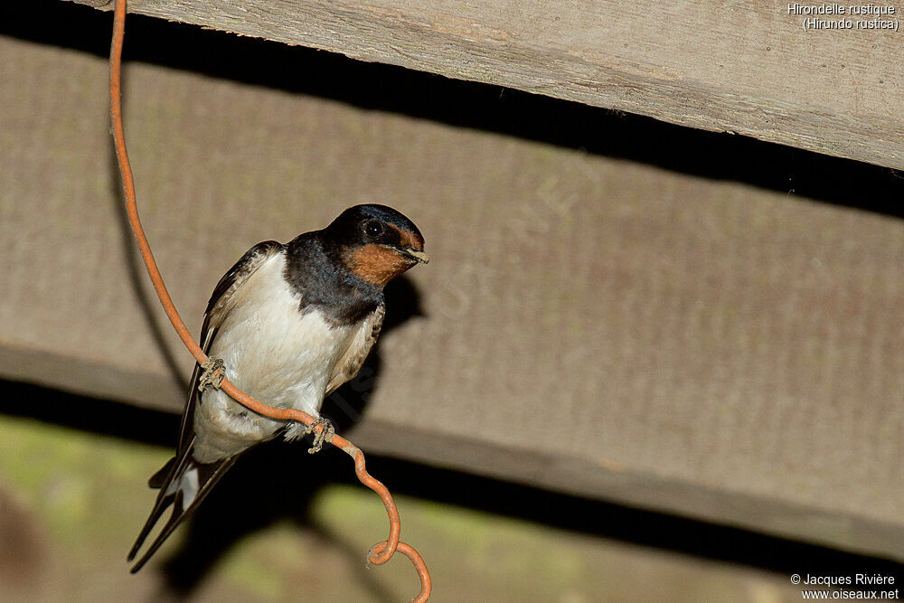 Hirondelle rustique femelle adulte nuptial, identification