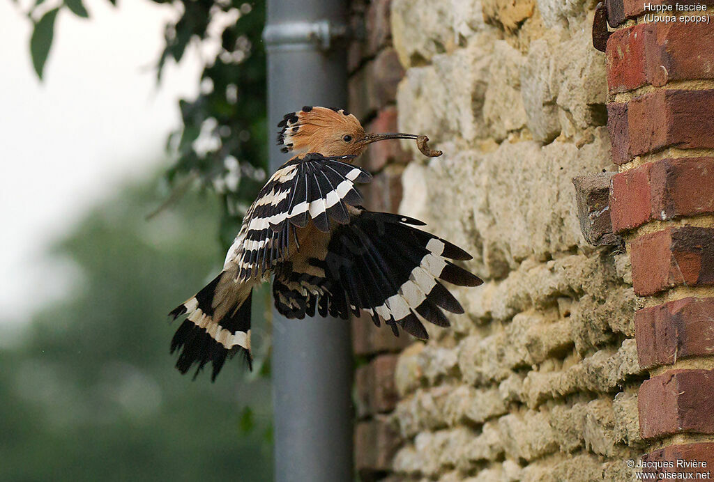 Huppe fasciéeadulte nuptial, identification, Vol, Nidification
