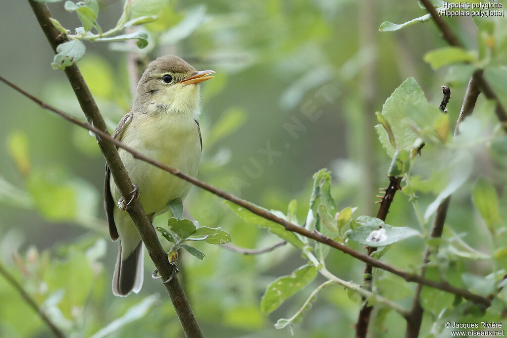 Melodious Warbler male adult breeding, identification, song