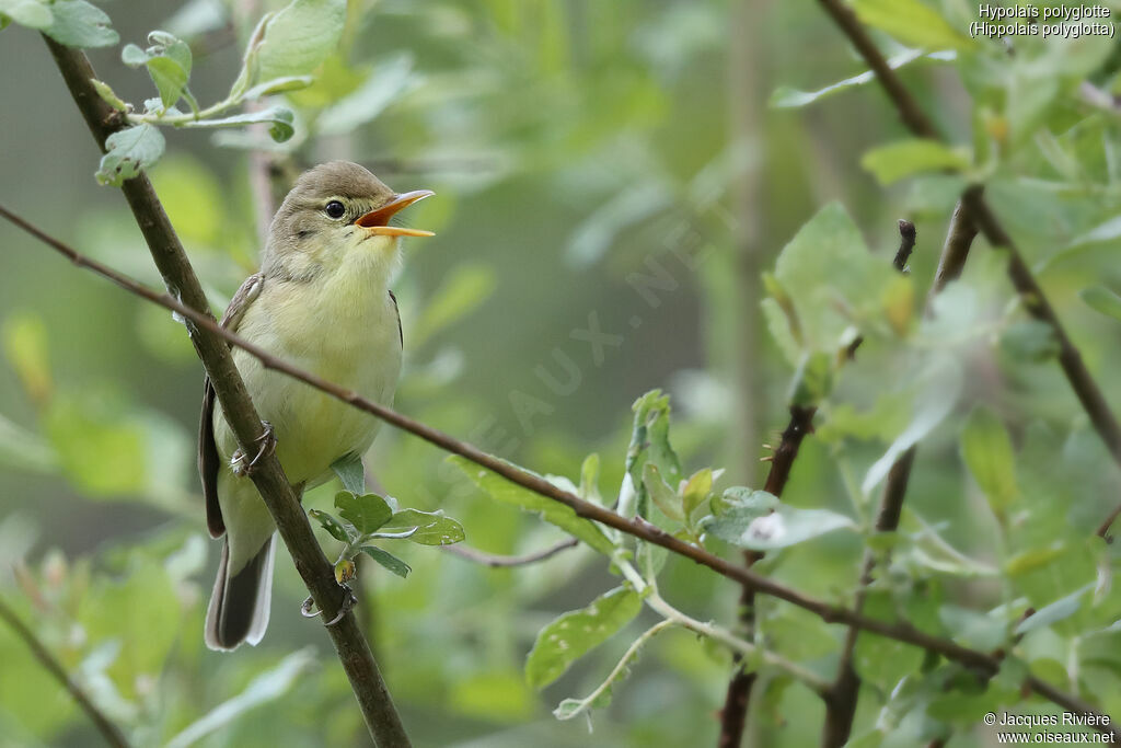 Melodious Warbler male adult breeding, identification, song