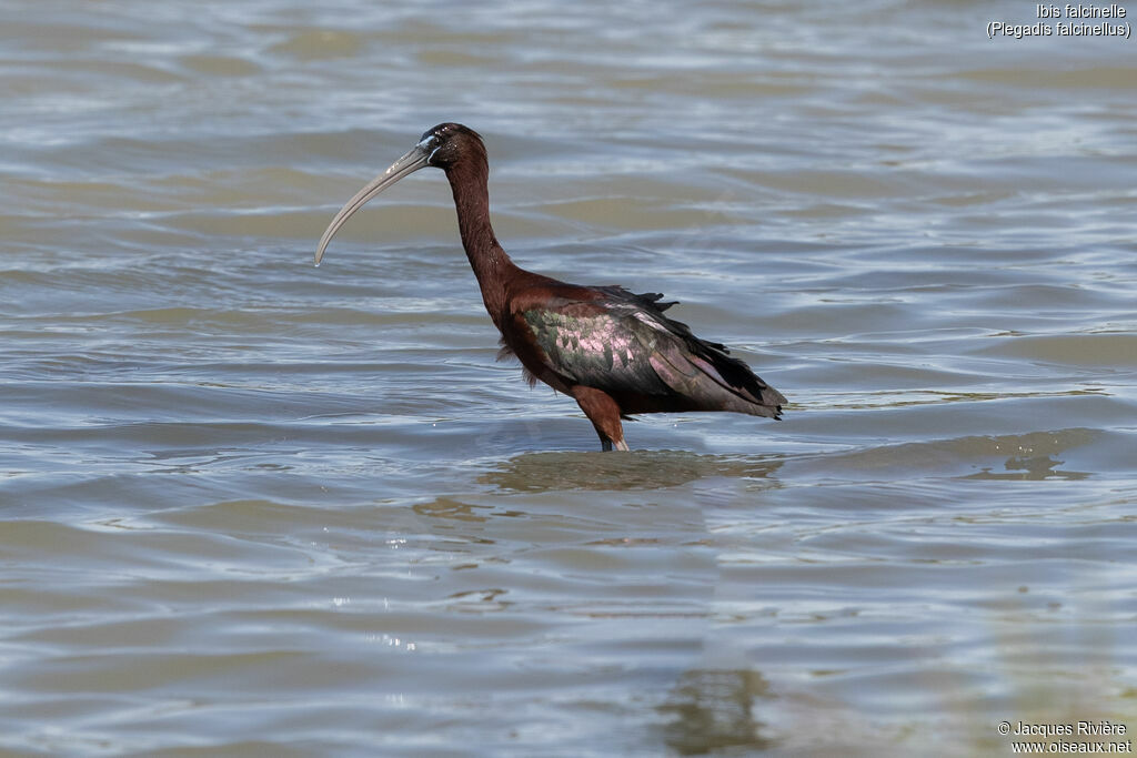 Glossy Ibisadult breeding, identification